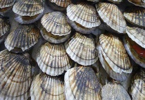 扇贝和花蛤有什么不同 死花蛤能吃吗？