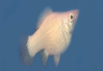 怎样区分皮球鱼的公母 附皮球鱼的饲养多久？