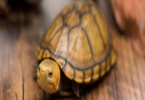 宠物龟是如何过冬的 乌龟为什么能活那么长