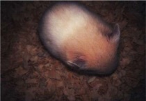 仓鼠和荷兰猪的区别？