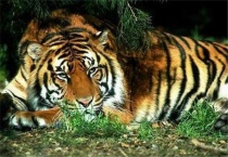 华南虎和东北虎的区别？