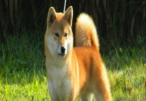 柴犬吃什么狗粮？怎么饲养 不能吃什么食物