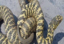 大王蛇能长多大 附大王蛇的生活习性