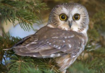 猫头鹰会游泳和飞吗？