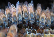 盗蜂有什么危害 具体有什么后果