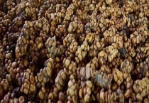 猫屎咖啡的由来 猫屎咖啡的价格