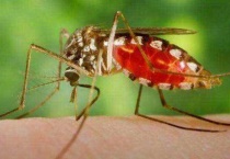 蚊子有听觉吗？