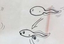小蝌蚪成长过程顺序