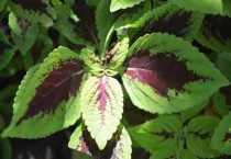 彩叶草品种有哪些？