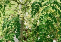 辣木籽树长什么样