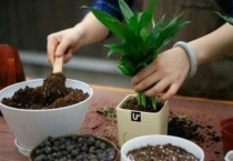 夏天能不能给花换盆