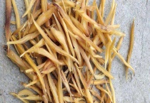 天冬和麦冬有什么不同 从品种、根、茎、叶、花果上区分