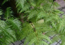 金毛蕨类植物种植多久？