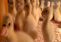 纯种三花鹅苗有哪些特点 附其食性特点