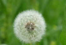 奶汁草是蒲公英吗？