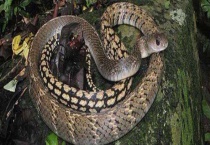 乌梢蛇和眼镜蛇的区别？ 它们分布在哪里