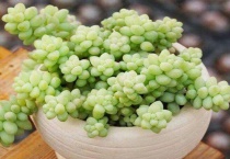 多肉植物发气根怎么办？