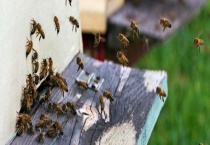 合并蜂群成功率最高是什么方法 蜂群合并原理和注意事项