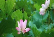 盆栽荷花枯萎了怎么办？