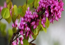 紫荆花北方可以种植吗？