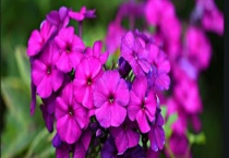 丛生福禄考花期 附种植技术