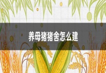 养母猪猪舍怎么建