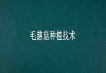 毛慈菇种植技术