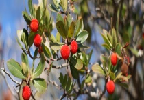 杨梅树种植几年结果？ 杨梅树不结果的原因及处理多久？