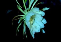 昙花什么时候开