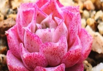 多肉有点皱皮怎么办？