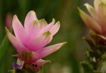 江河花适合养家里吗？