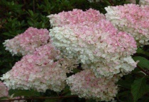 圆锥绣球一年开花几次