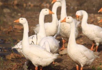 鹅如何养才听主人的