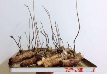 山药发芽能种盆栽吗？