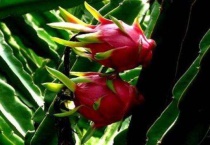 火龙果一年收获几次