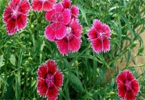 石竹摘心的高度