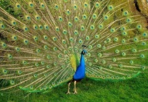 孔雀认主人吗？