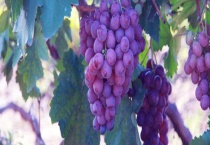 扦插的葡萄需要多长时间才能结果 有什么繁殖多久？