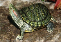 巴西龟不用水可以养吗 水养的话需要放多少水