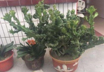 麒麟花的寓意是什么？