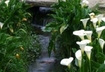 海芋和马蹄莲的区别？有哪些？