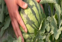 西瓜雨后全棵枯萎什么原因？