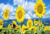 向日葵为什么向着太阳 会一直向着太阳吗？