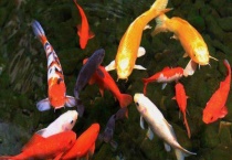 锦鲤品种介绍 不同品种的颜色不同