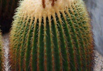 长盛球和短毛丸的区别？