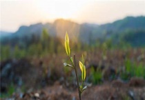 冬天栽树浇水会冻死吗？