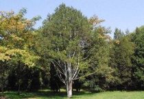 白皮松种子长什么样