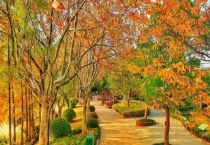 元宝枫是什么植物