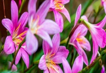 风雨兰的花期 附其种植多久？