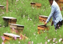 不足一脾蜂怎么快速繁殖 附繁殖技术